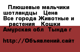 Плюшевые мальчики шотландцы › Цена ­ 500 - Все города Животные и растения » Кошки   . Амурская обл.,Тында г.